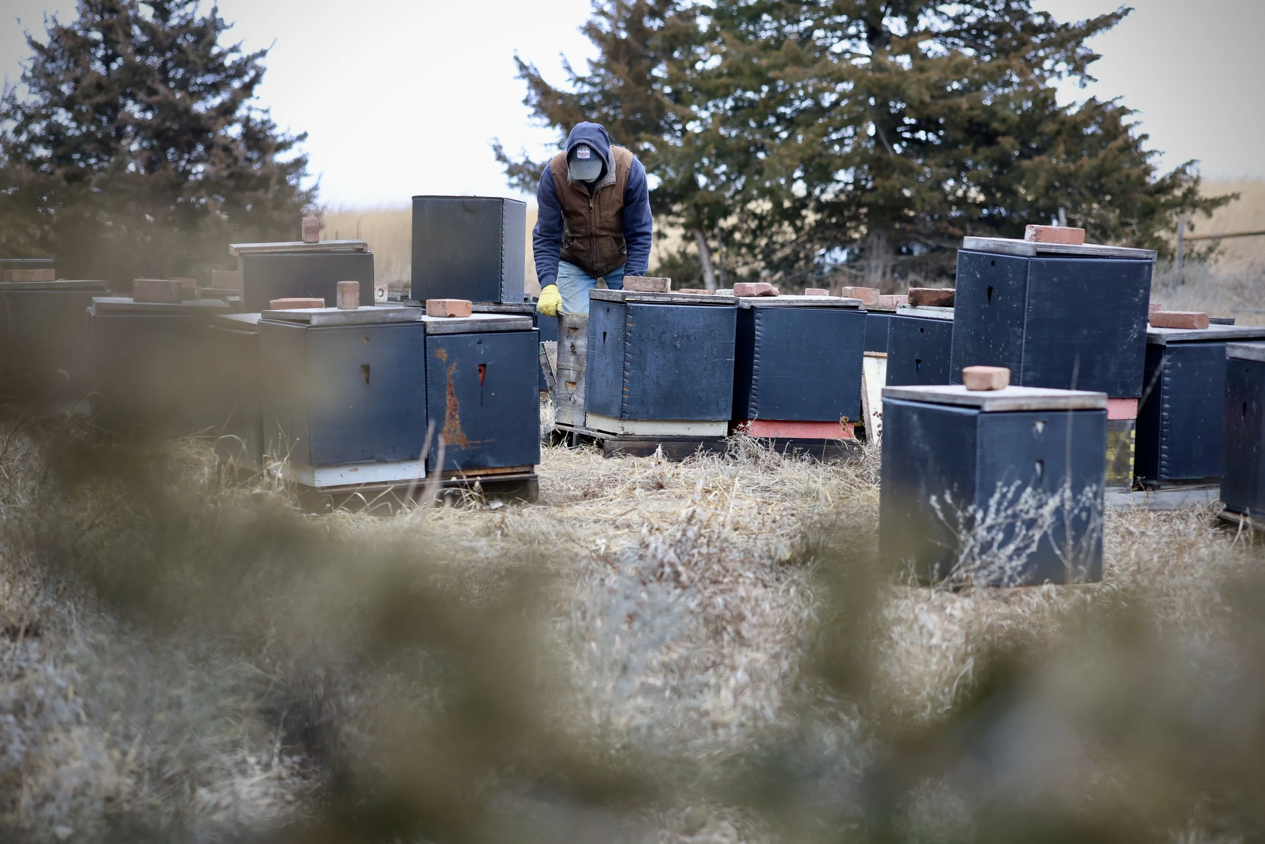 Honeybee hives wrapped in black winter coverts insulate colonies and absorb sunlight during winter.
