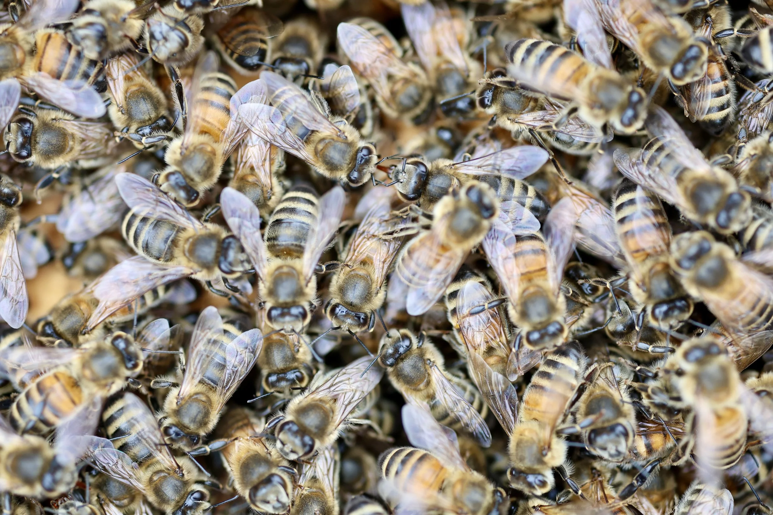 Honeybees forming a winter cluster inside the hive to generate warmth and protect the queen.