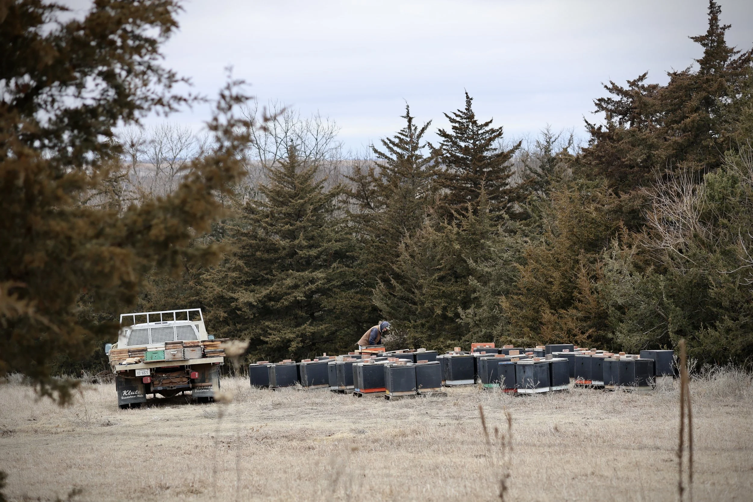 Winter bee yard in Nebraska with insulated honeybee hives prepared for cold weather.