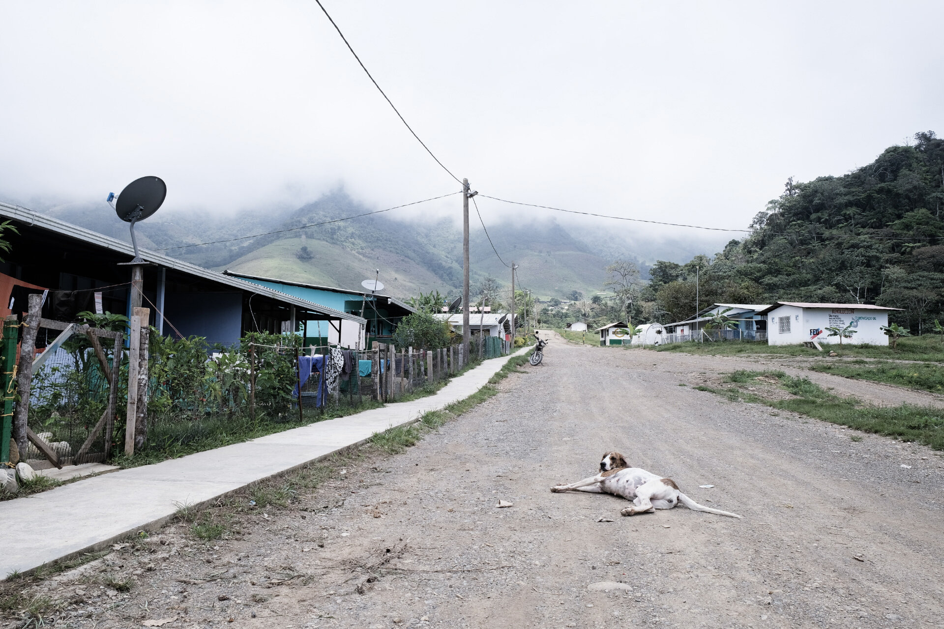 dog on main street - high res.jpg