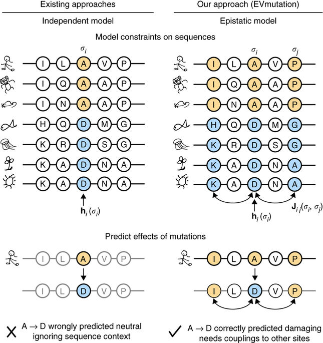 Mutation effects predicted from sequence co-variation