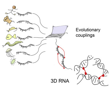 3D RNA and Functional Interactions from Evolutionary Couplings