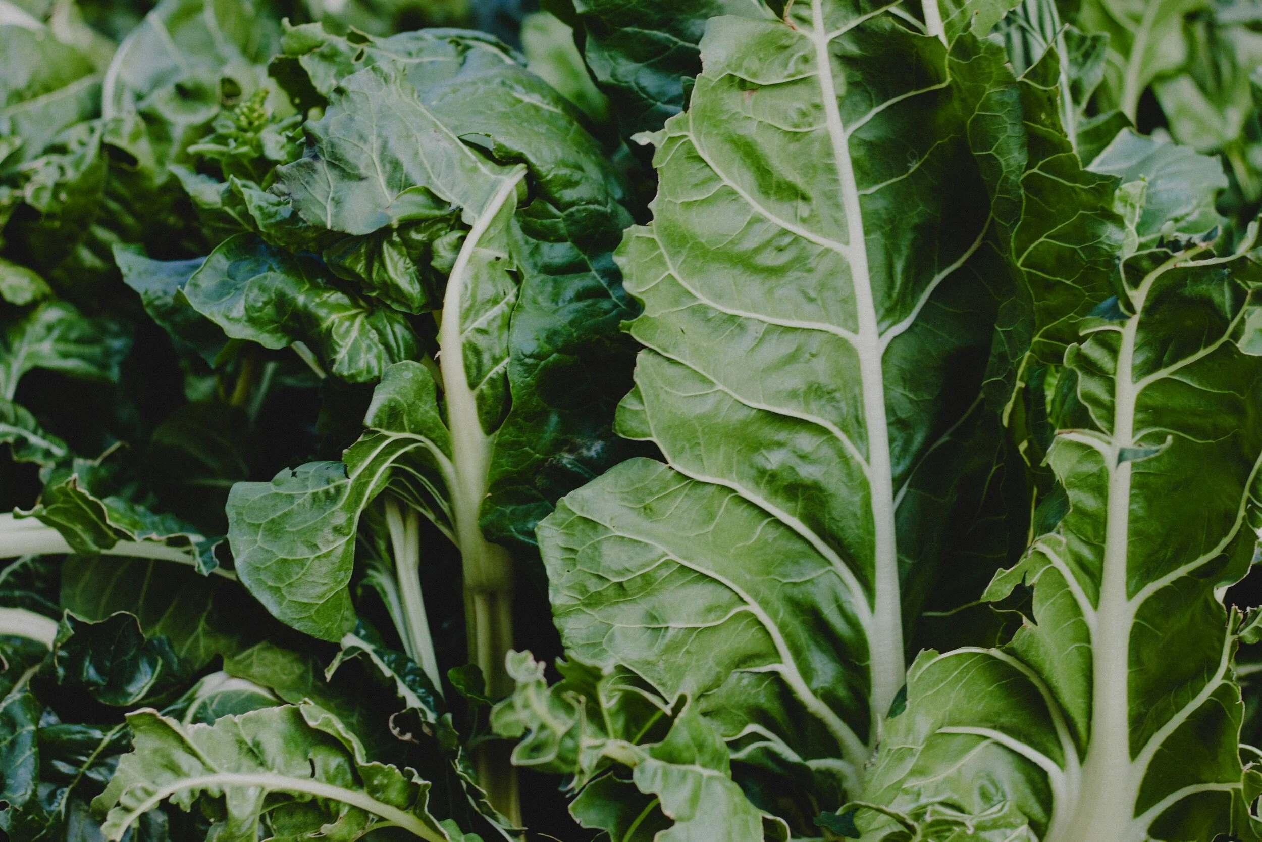 TORTOISE  & HARE FARM