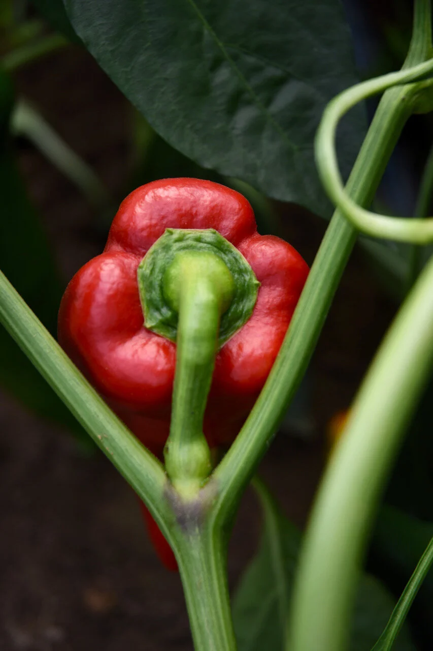 FULL HOLLOW FARM — west michigan growers group