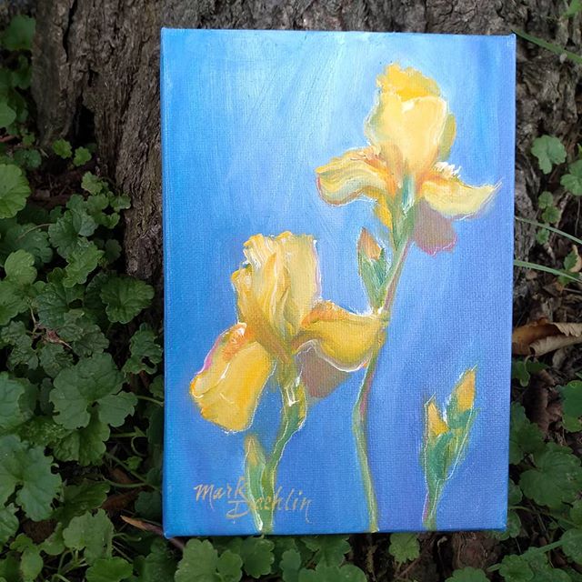 Iris in Spring by Mark Daehlin

#pleinair #oiloncanvas #florals
#irisingarden #fineart # collectibles
#5 x7 #fortheloveoffineart #createart
