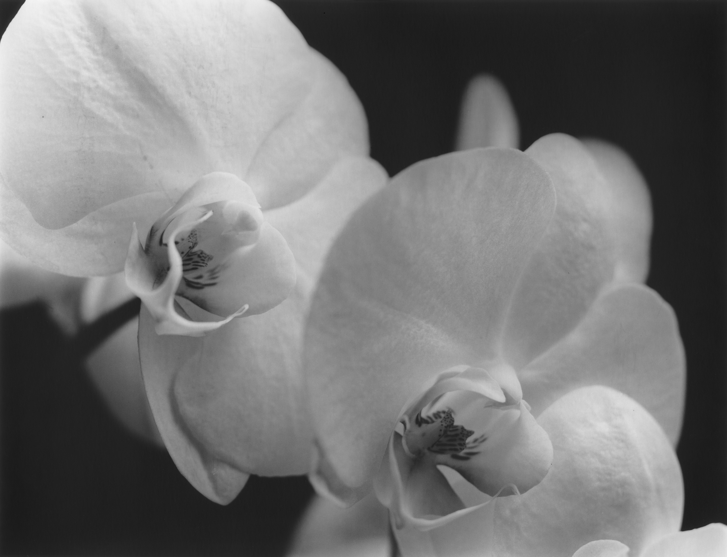 L'orchidée en noir et blanc