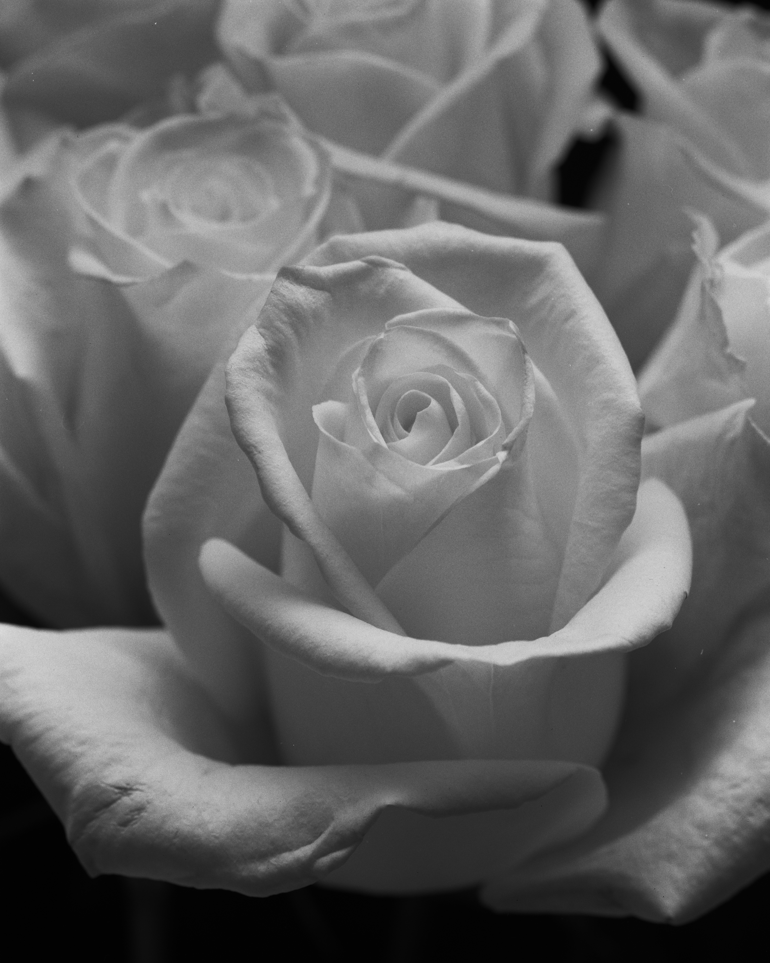 La rose en noir et blanc