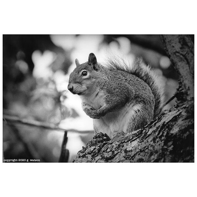 Since I have been staying at home as much as possible like everyone else, my backyard has become a place for photo safaris.  Here is a portrait of one of the creatures with whom I share the outdoors.  He was very nice to strike a jaunty pose for me a