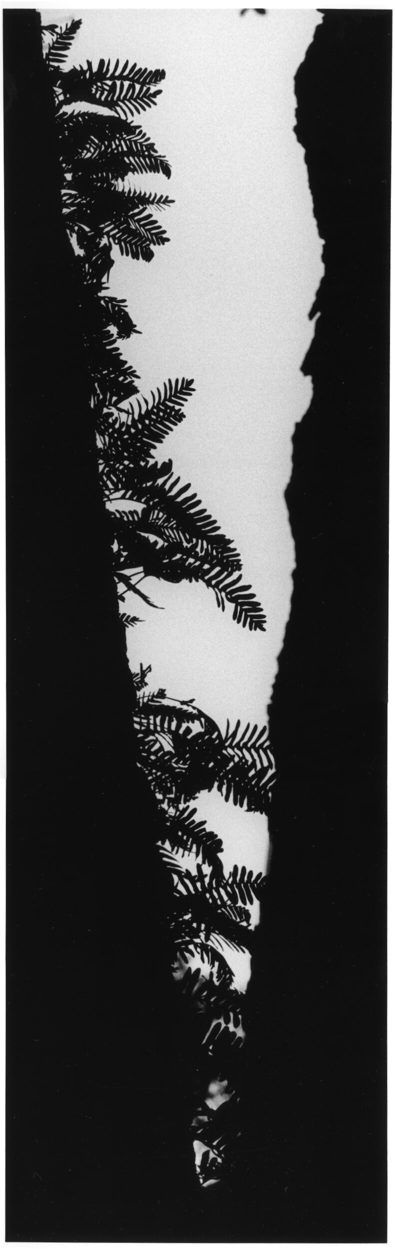 Gelatin Silver Print 13 X 4 inches, Open Edition