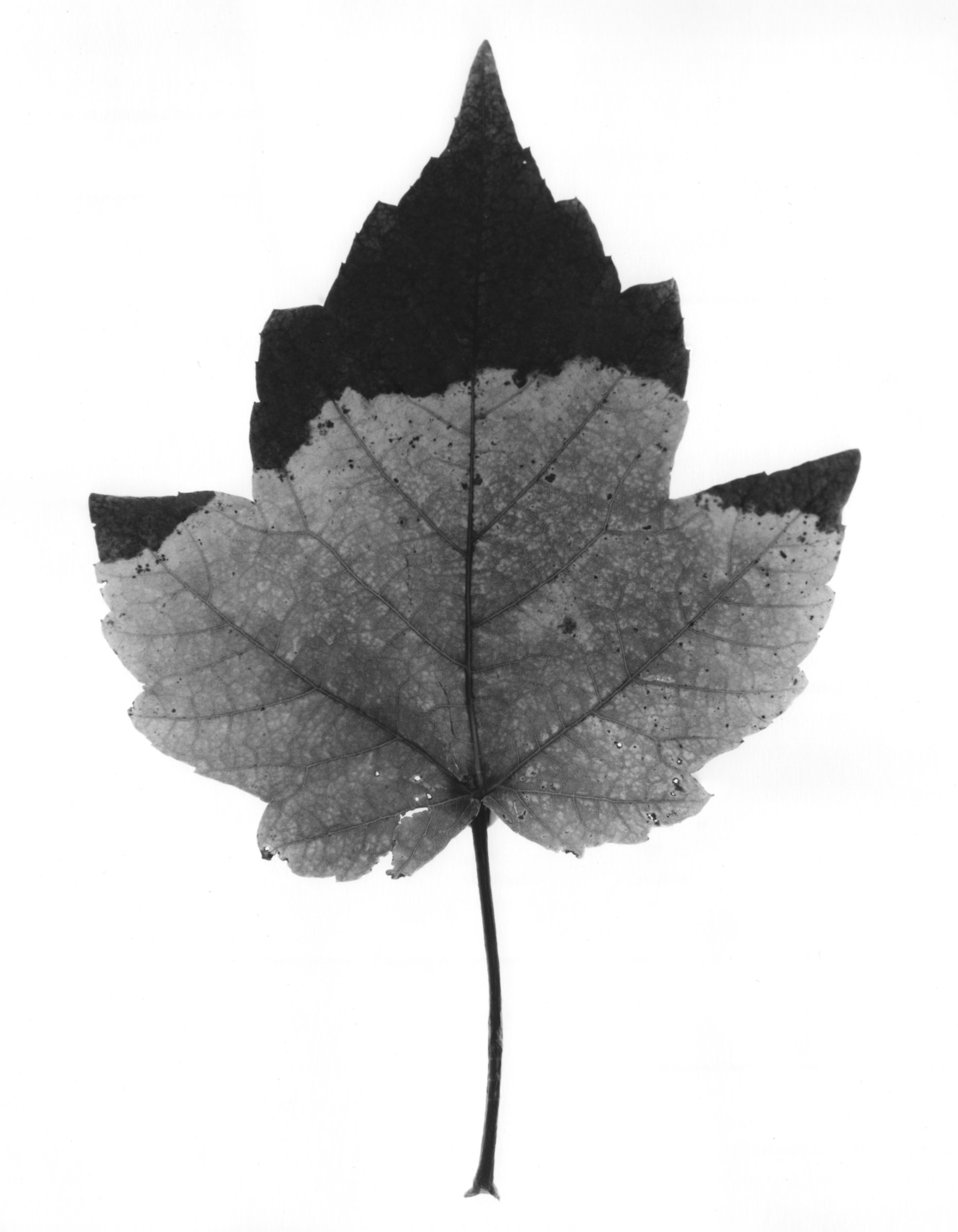 Maple Leaf #1