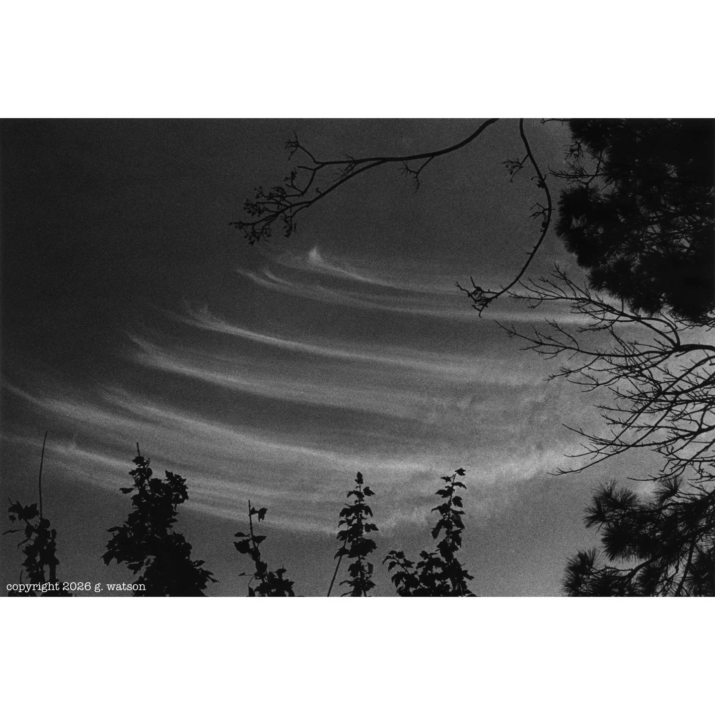 Sometimes it becomes hard to see any beauty in the world while witnessing the man-made American tragedy unfolding here daily like a slow-moving train wreck. But here is what I found while I was searching on the first day of 2026 - ephemeral, life-giv