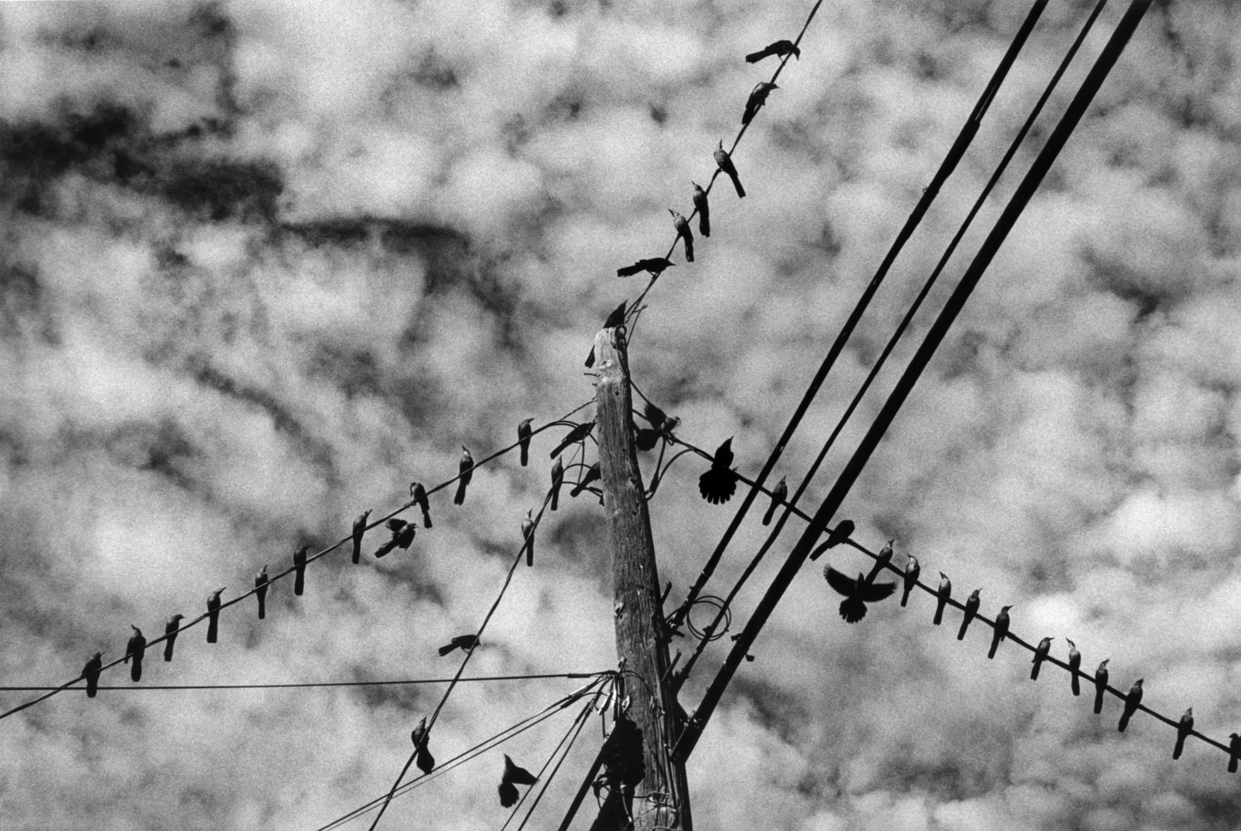 Birds on the Line