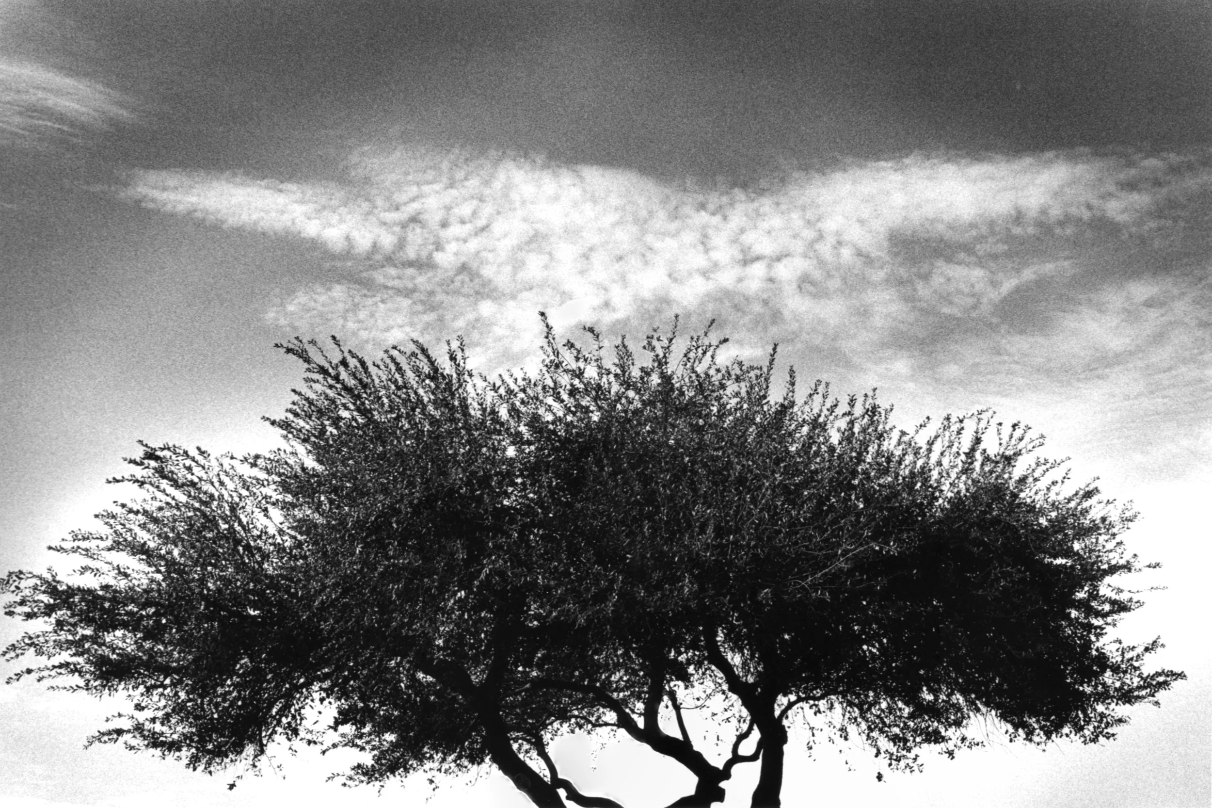  Gelatin Silver Print 