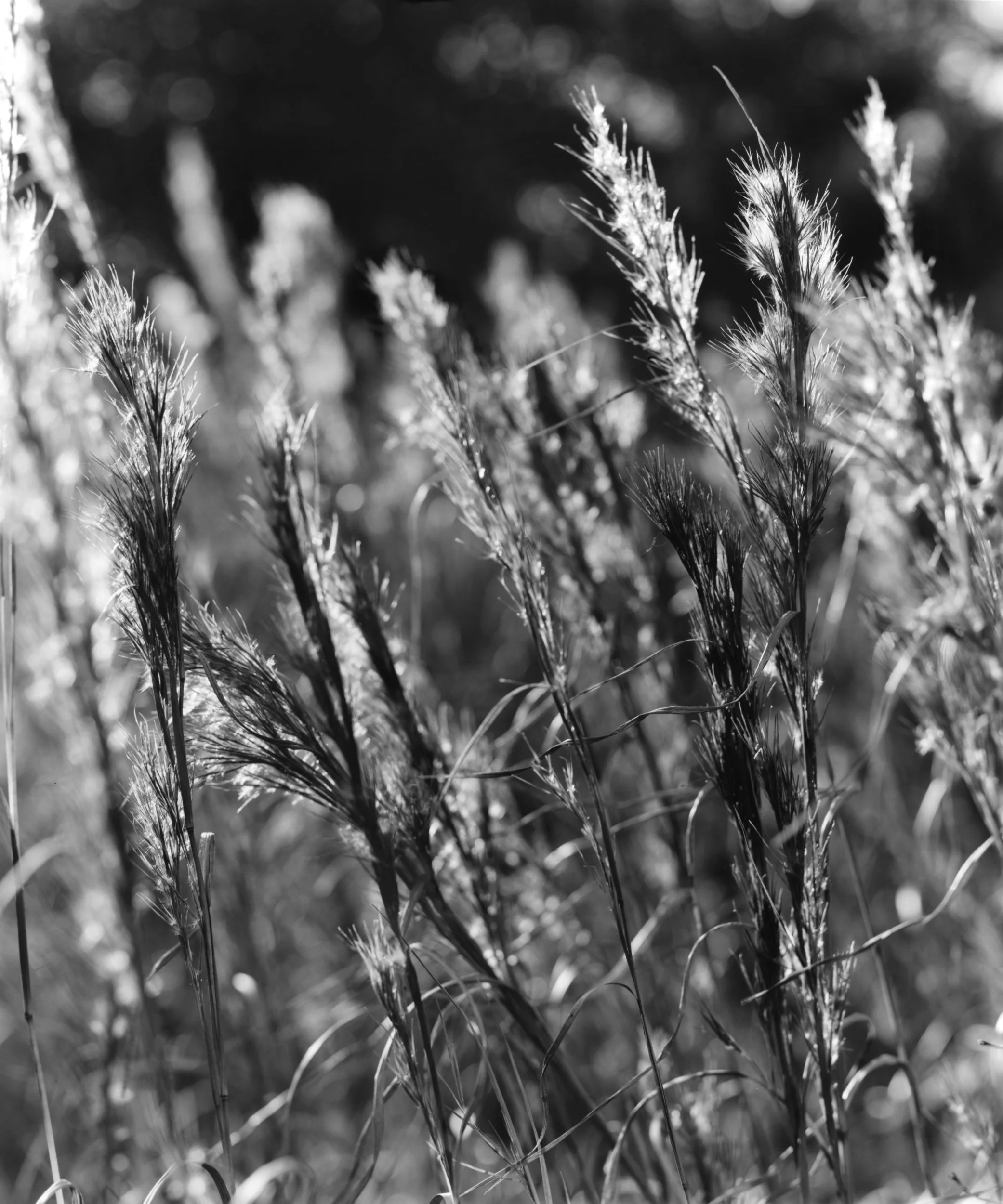 Twilight Grasses
