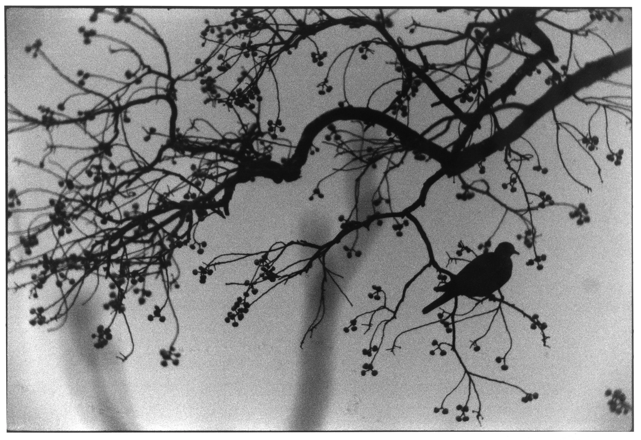 BirdSilhouetteWEB.jpg