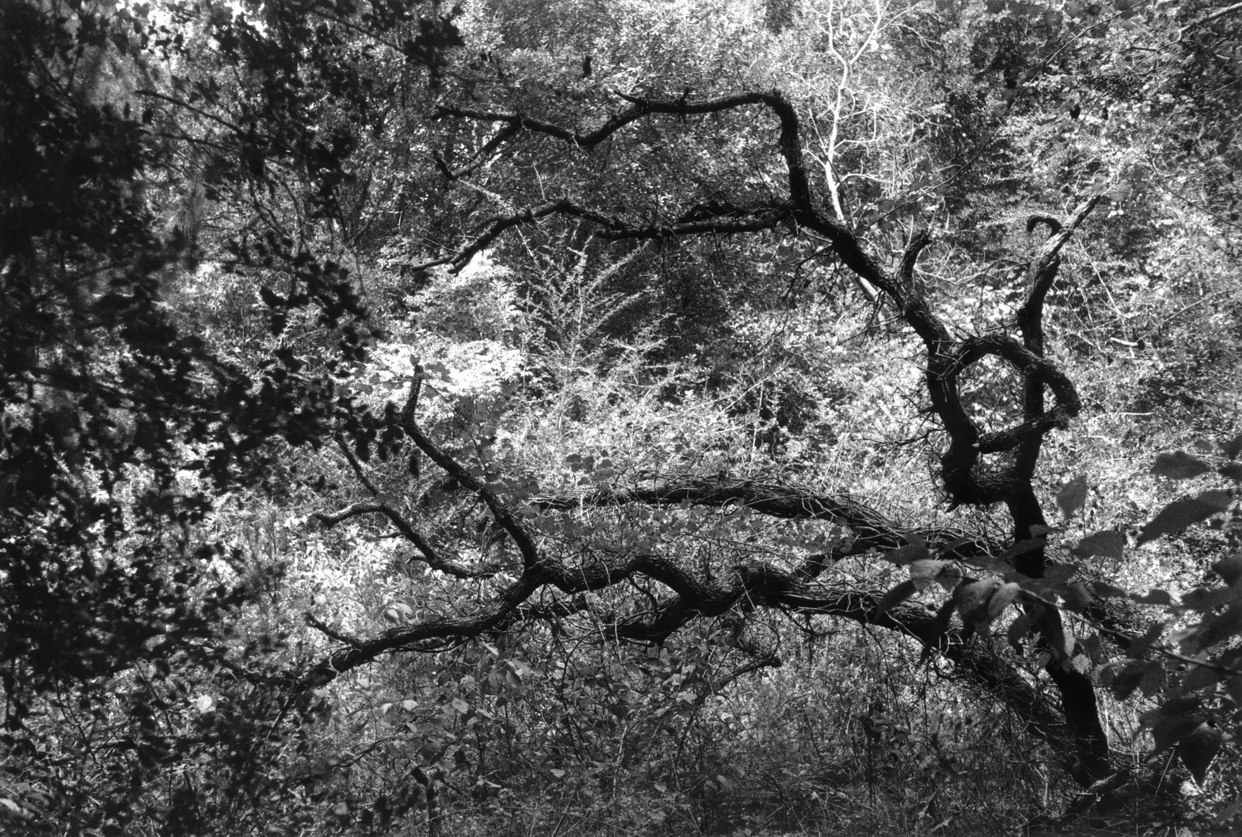 GnarlyTreeWEB.jpg