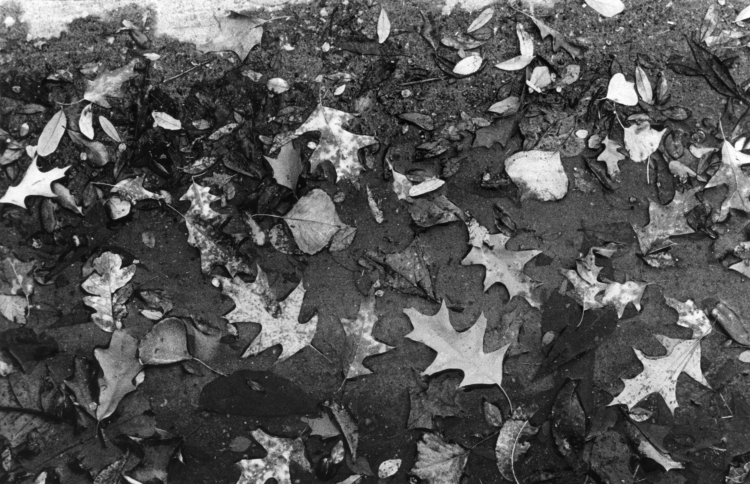 Leaves in the Muck