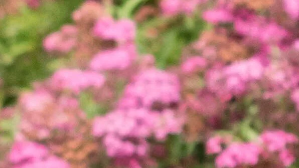 pink%2Bflowers.jpg