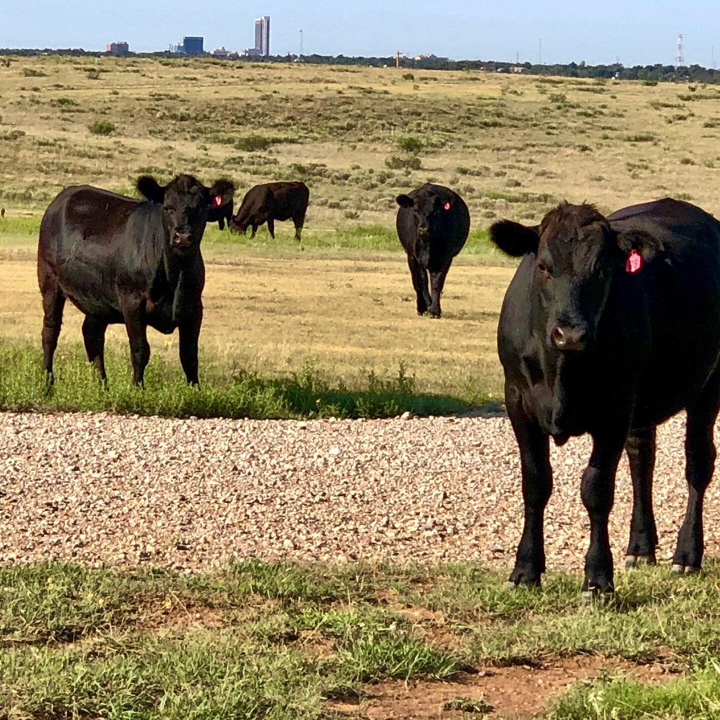 Thank you Lord for the rain! #pastureraised #texasbeef #amarillotx