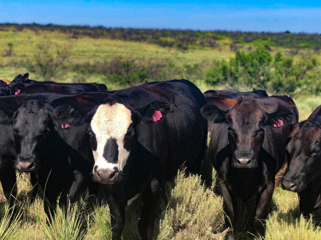 Pasture-raised beef, raised right and raised locally. No antibiotics. No hormones. Just really good beef. #AmarilloTX #TexasBeef