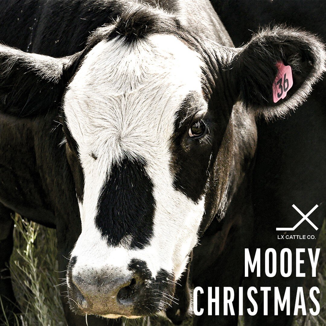 We wish you a very Mooey Christmas from our family to yours!