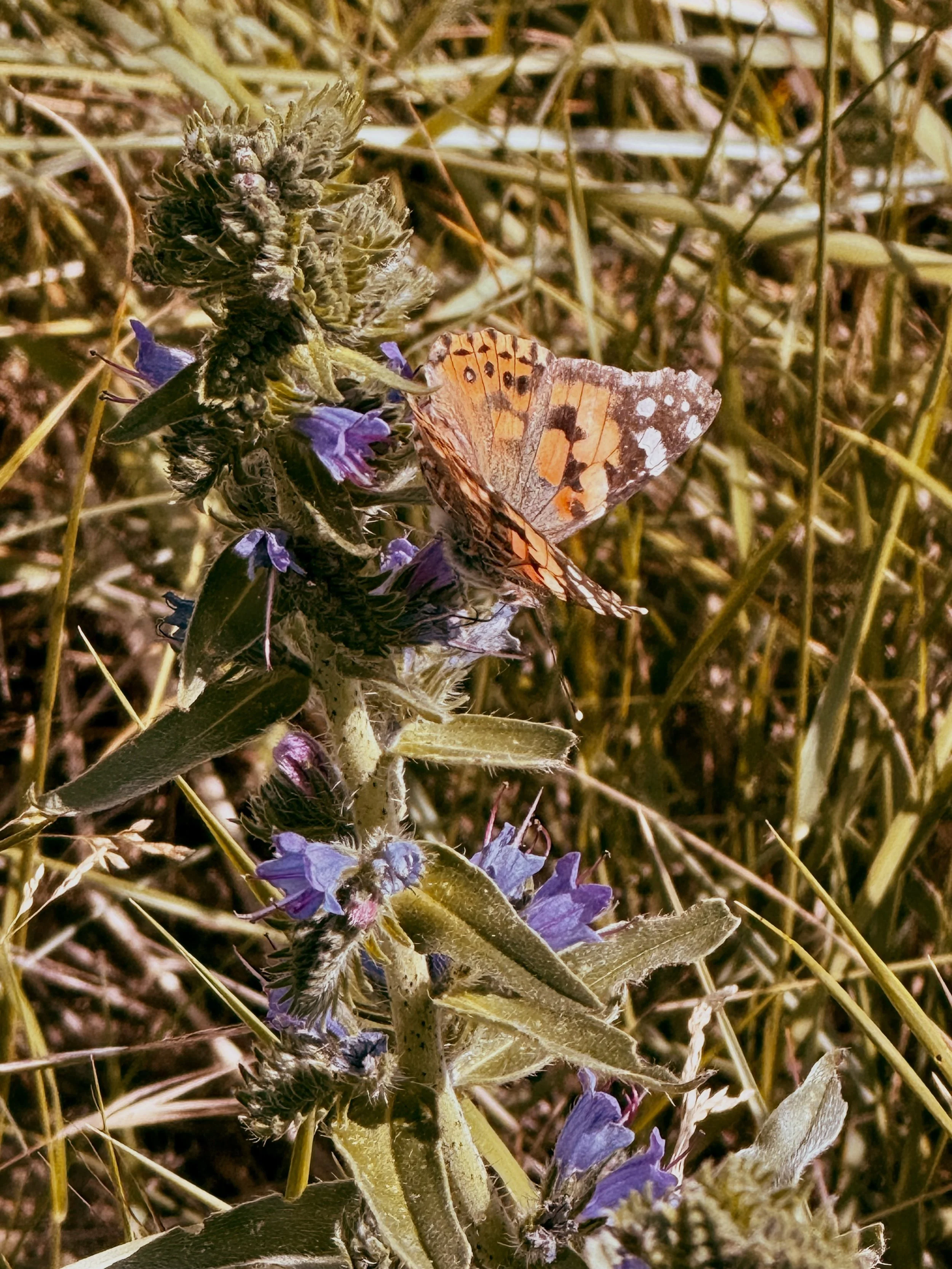 IMG_6635.jpeg