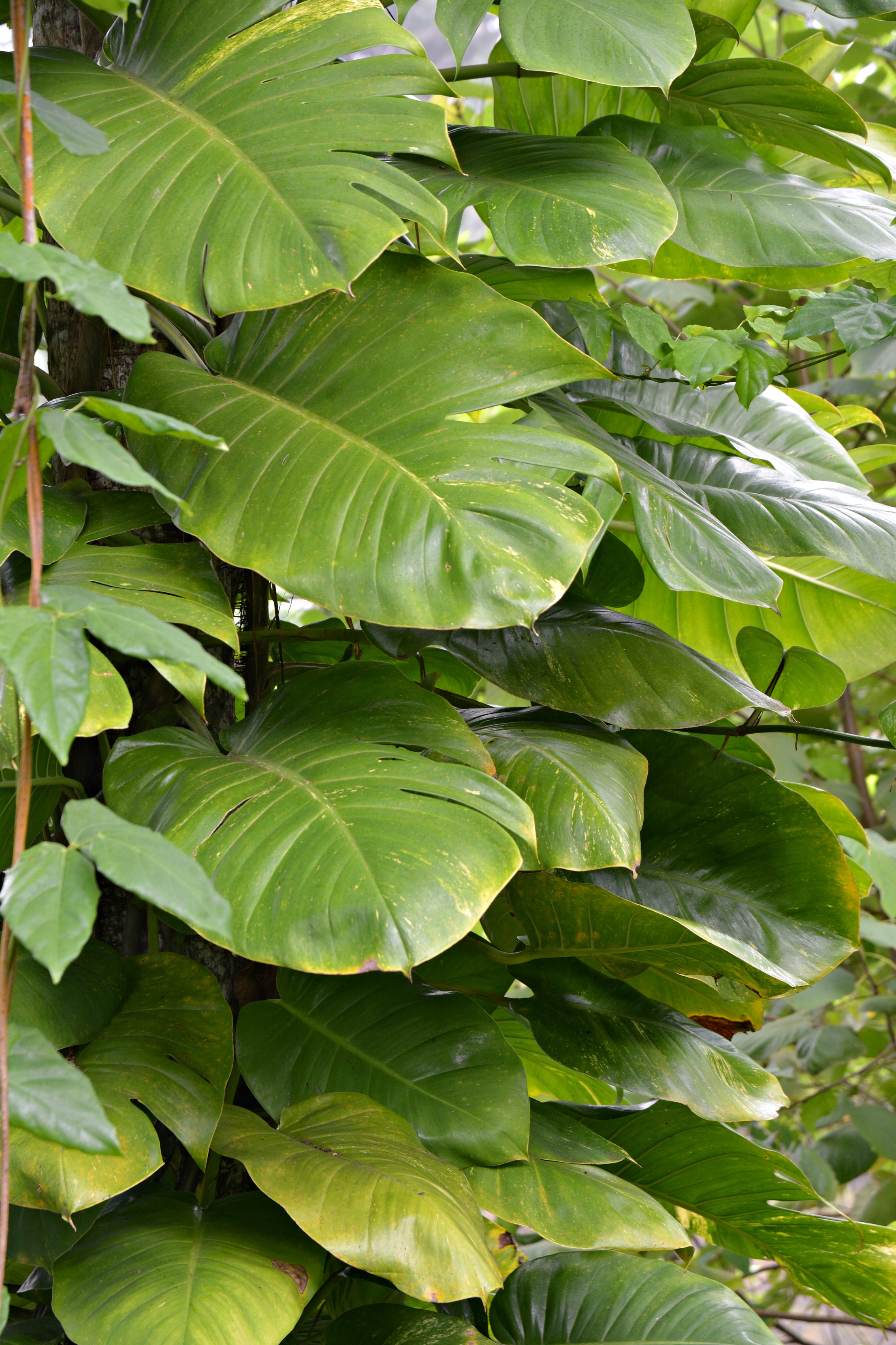 Blog - Big Island - Hilo Foliage2.jpg
