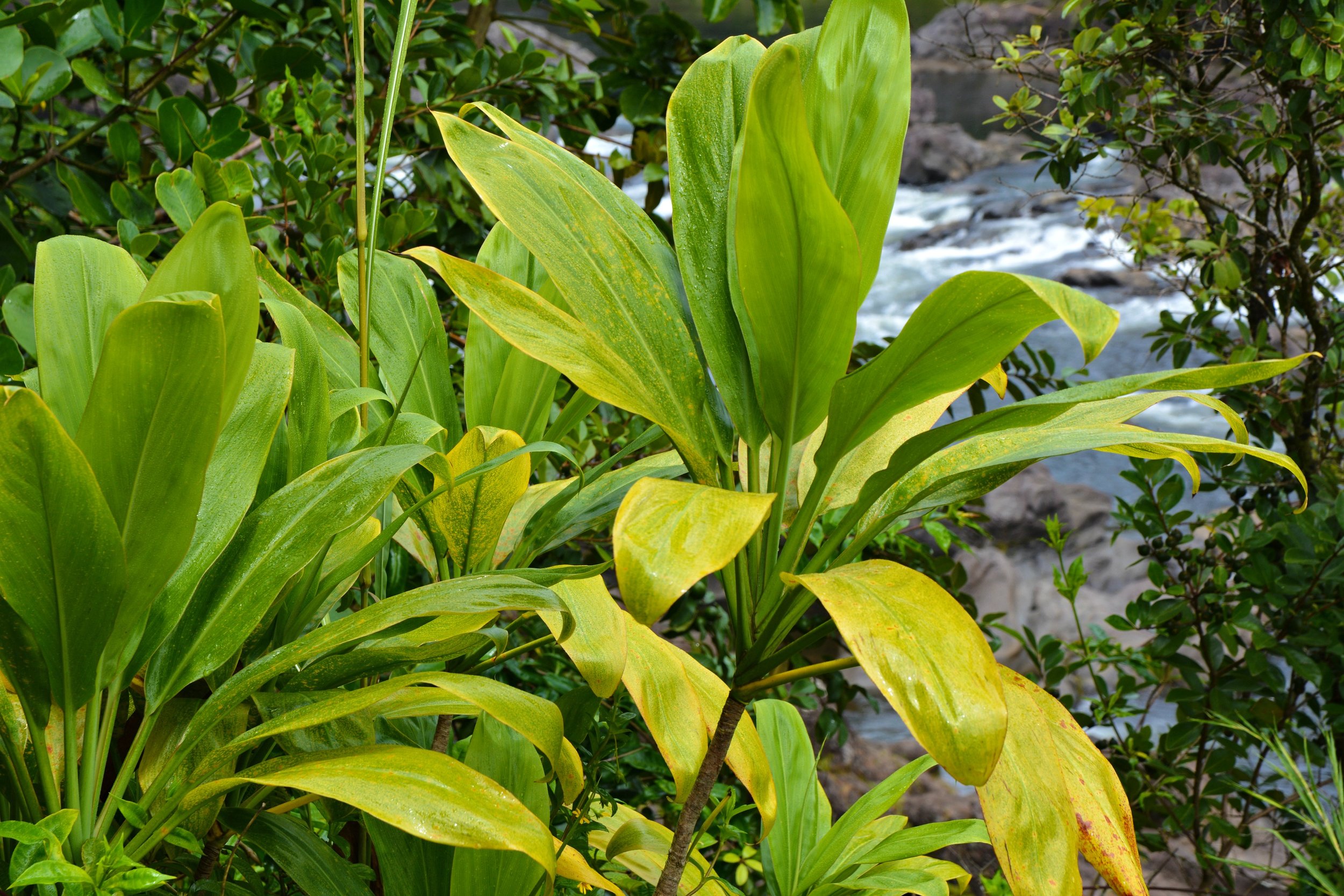 Blog - Big Island - Hilo Foliage6.jpg