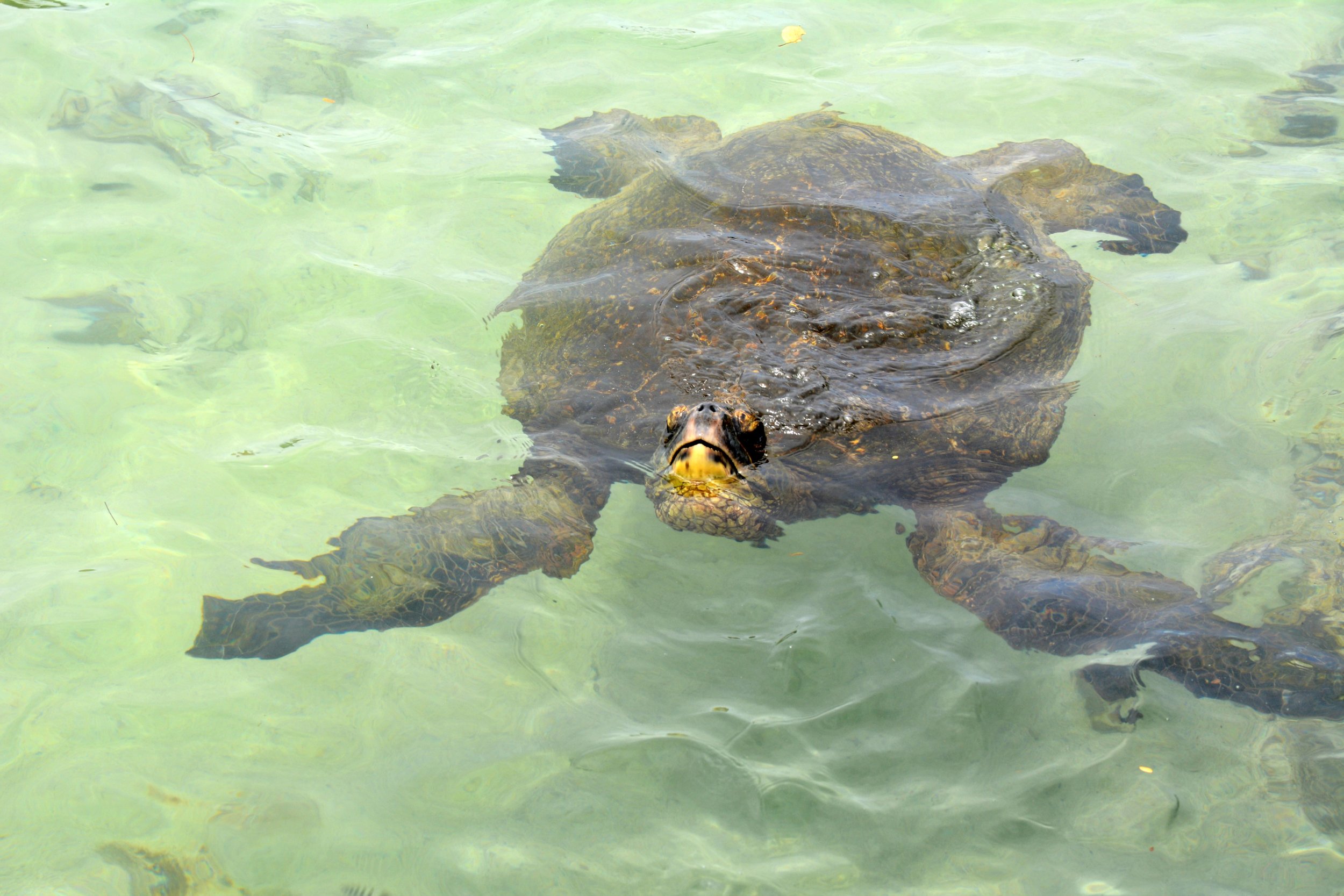 Blog - Big Island - Hilo Turtle.jpg