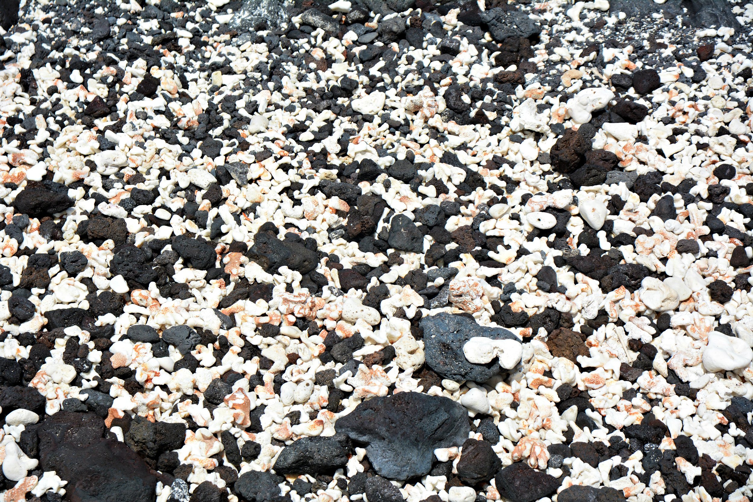 Blog - Big Island - Kua Bay Coral .jpg