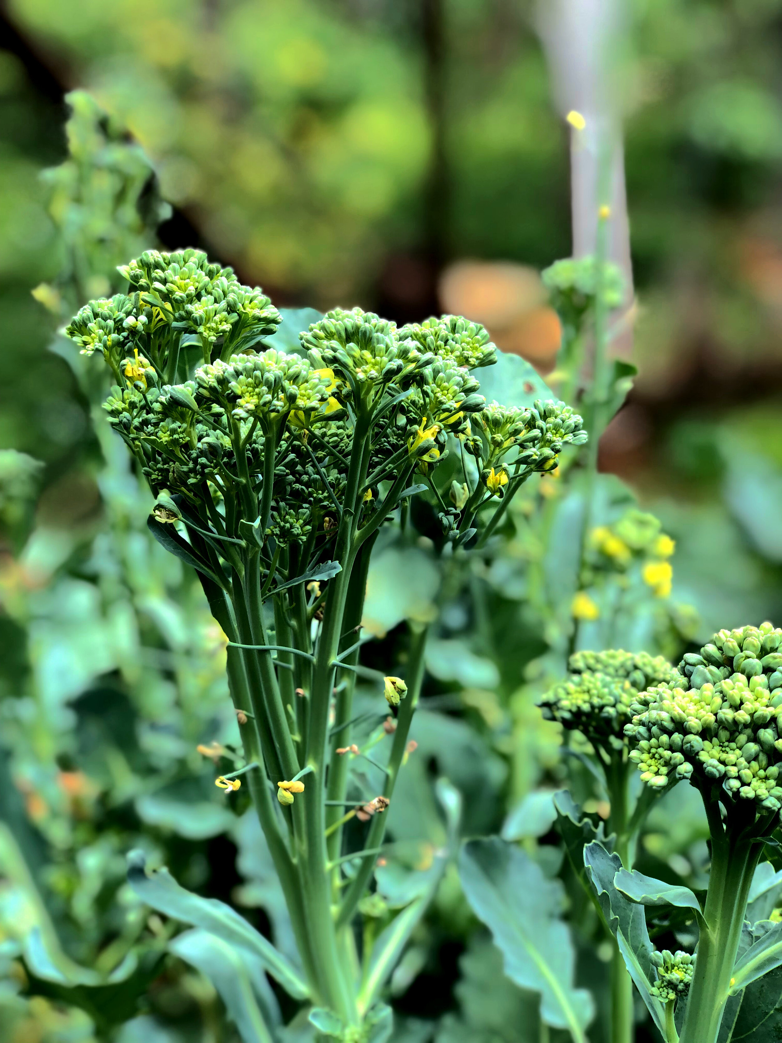 arisha  broccoli.jpg