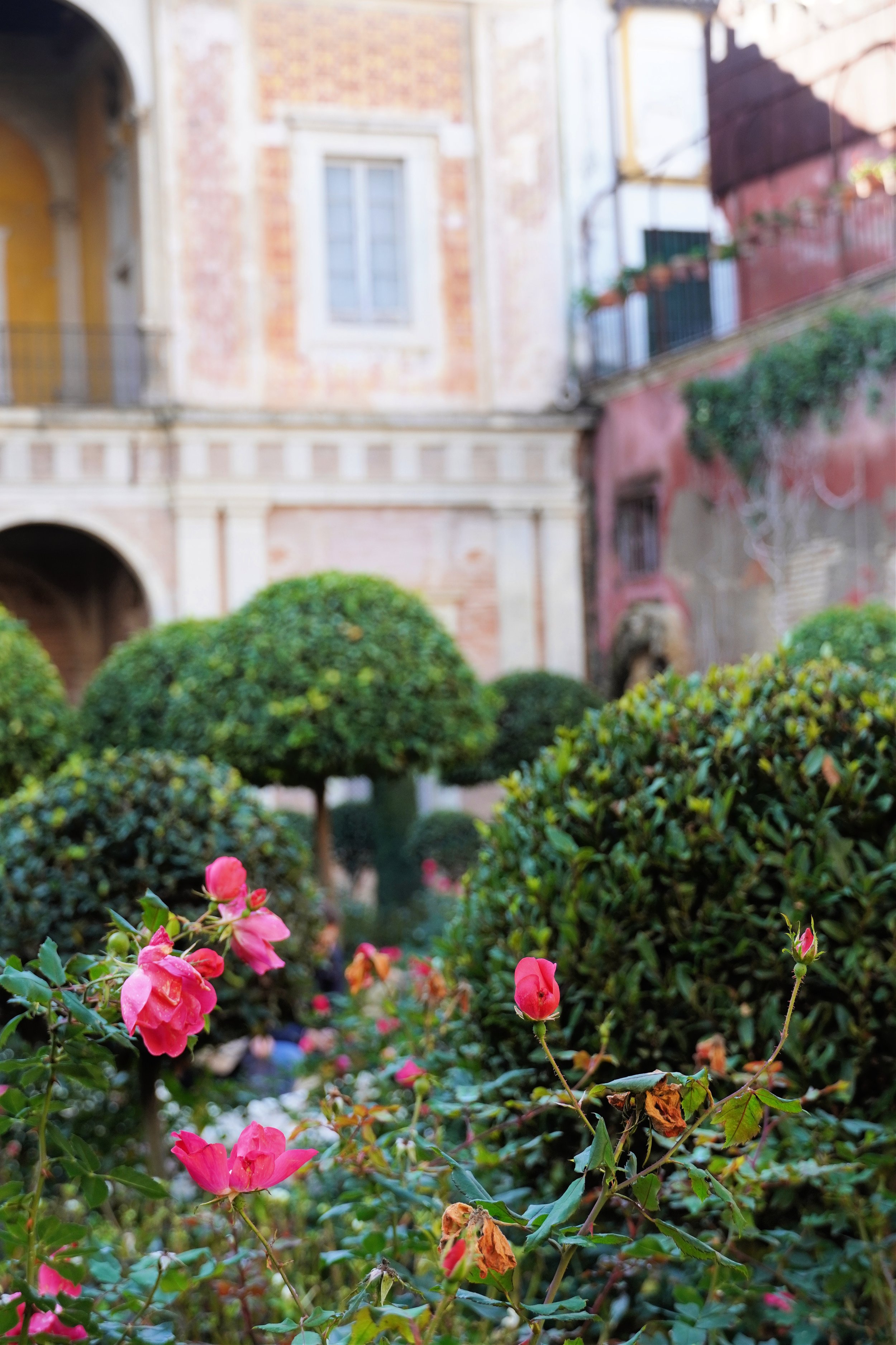 Sevilla - Casa de Pilatos Rose.jpg