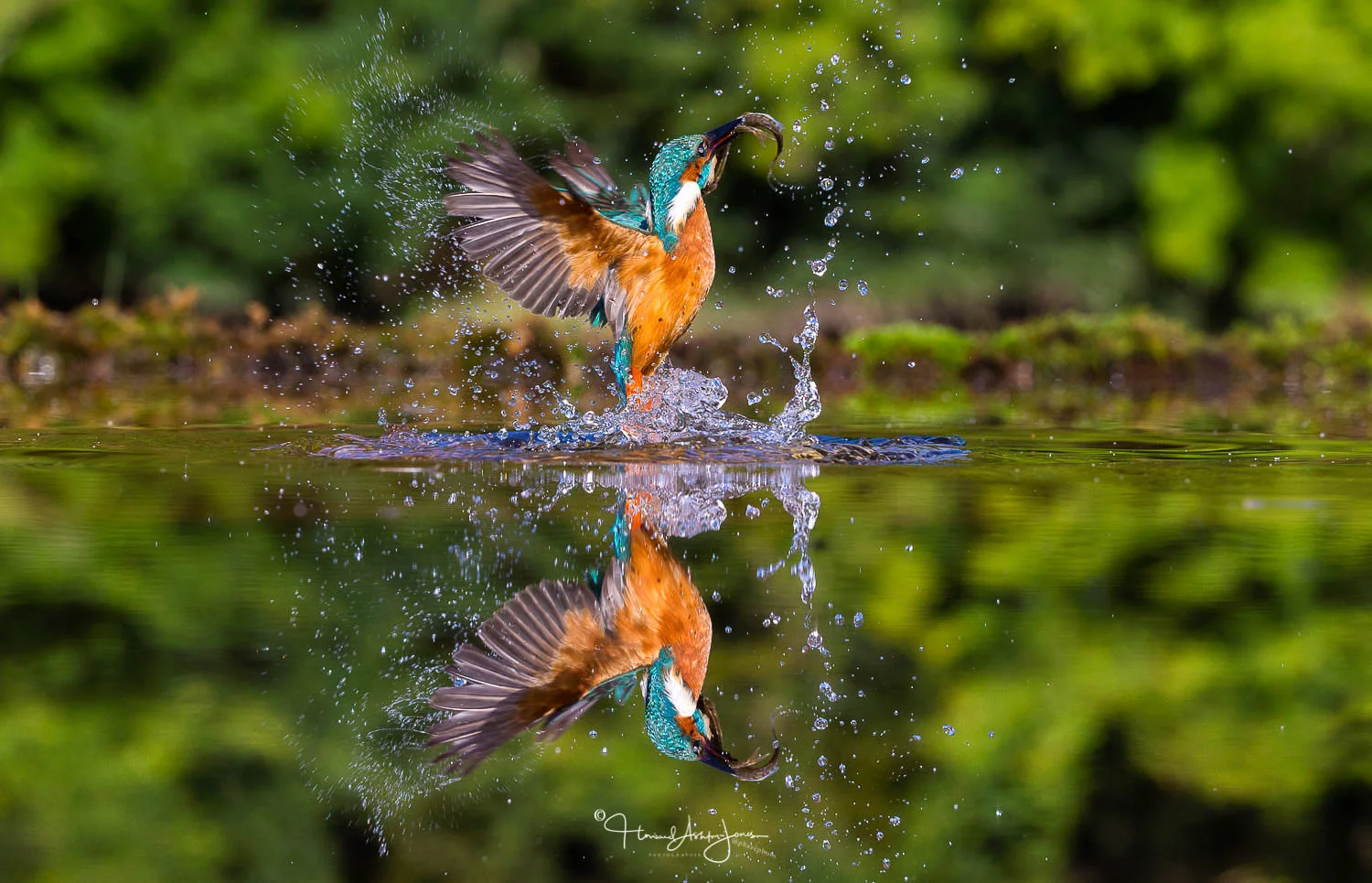 Birds_PSB_0538-Edit-2.jpg