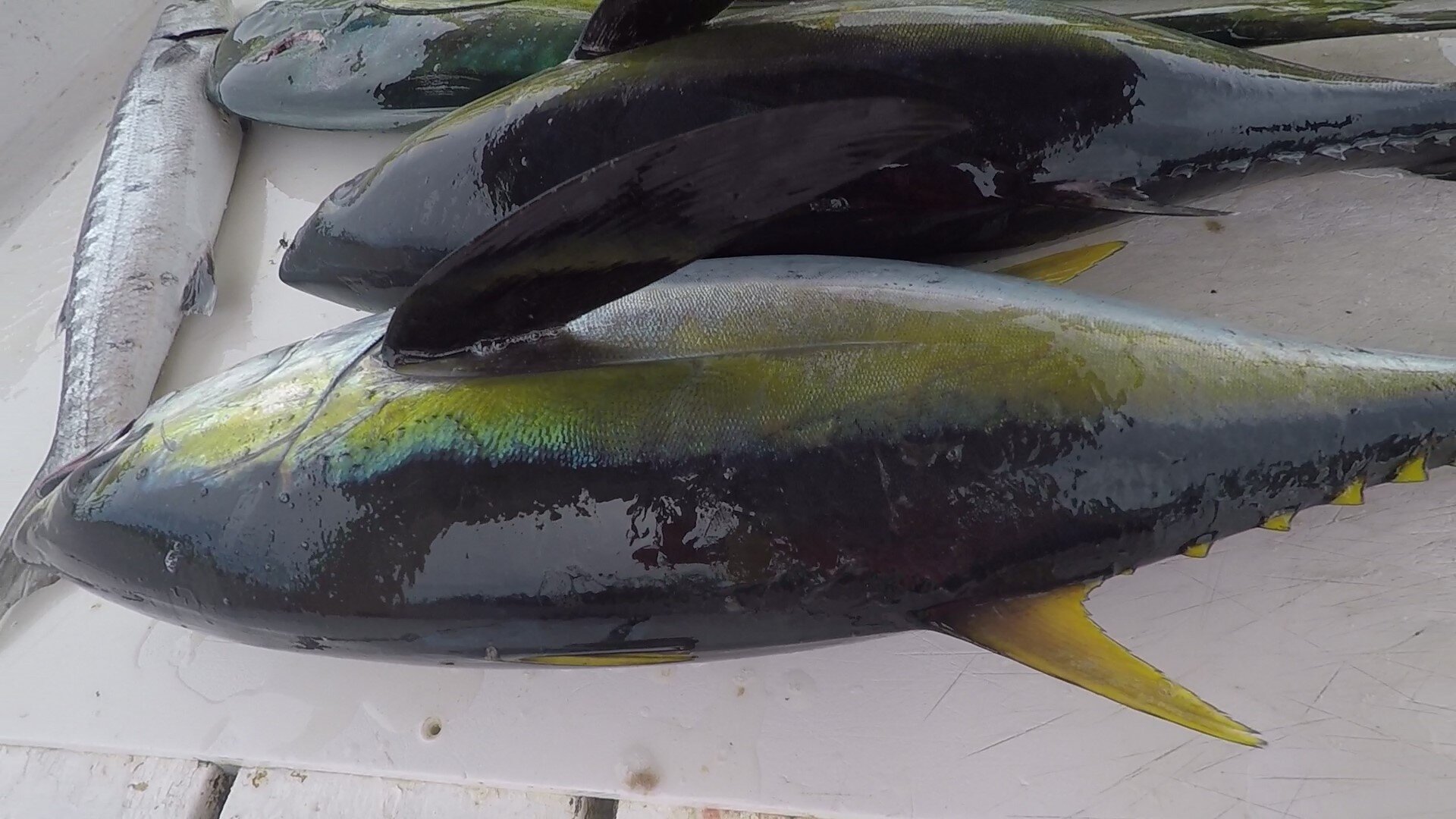 Fishing Yellow and Blue Fin Tuna in May Eleuthera Outdoor Center.jpg