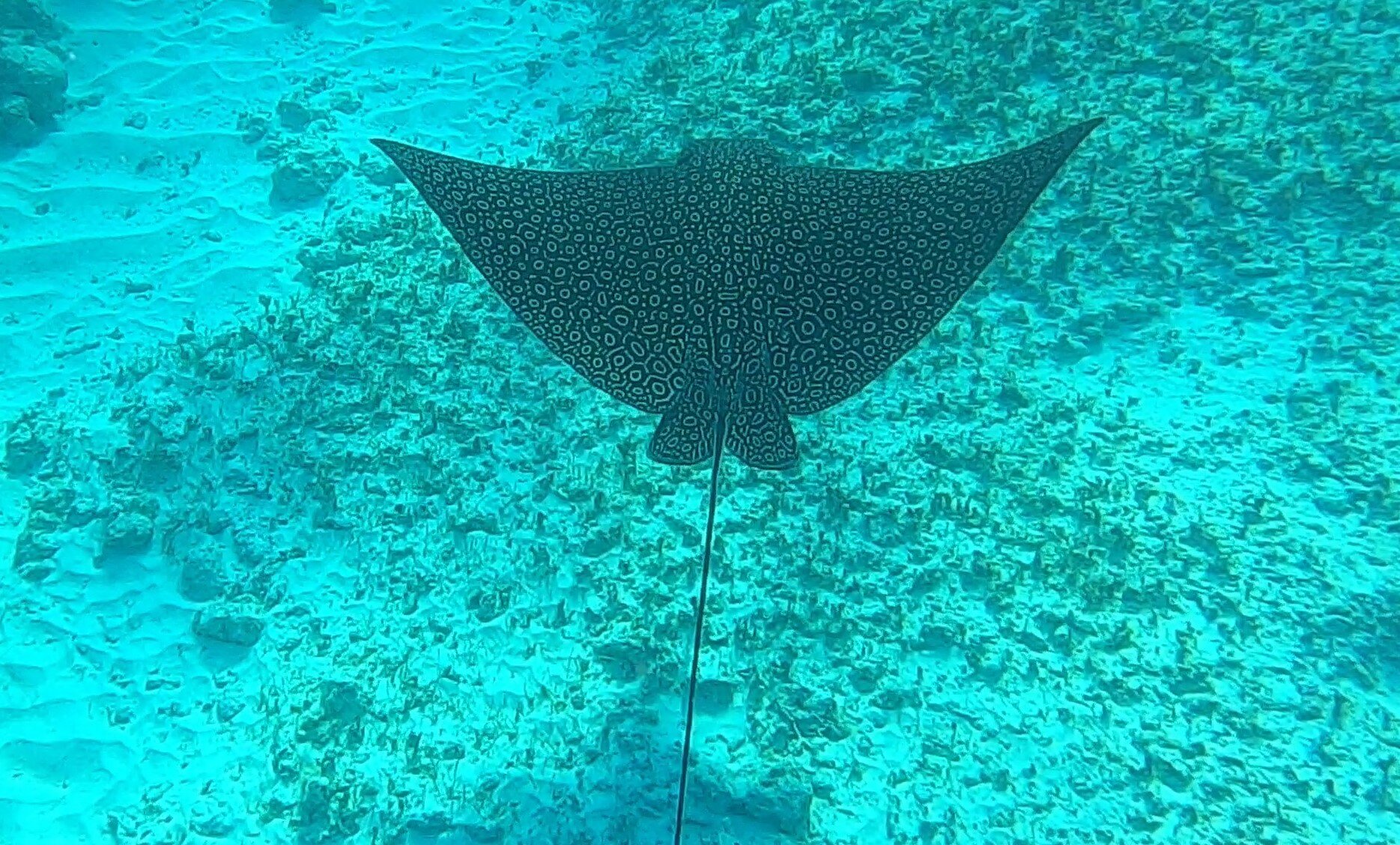 Spotted Eagle Ray.jpg