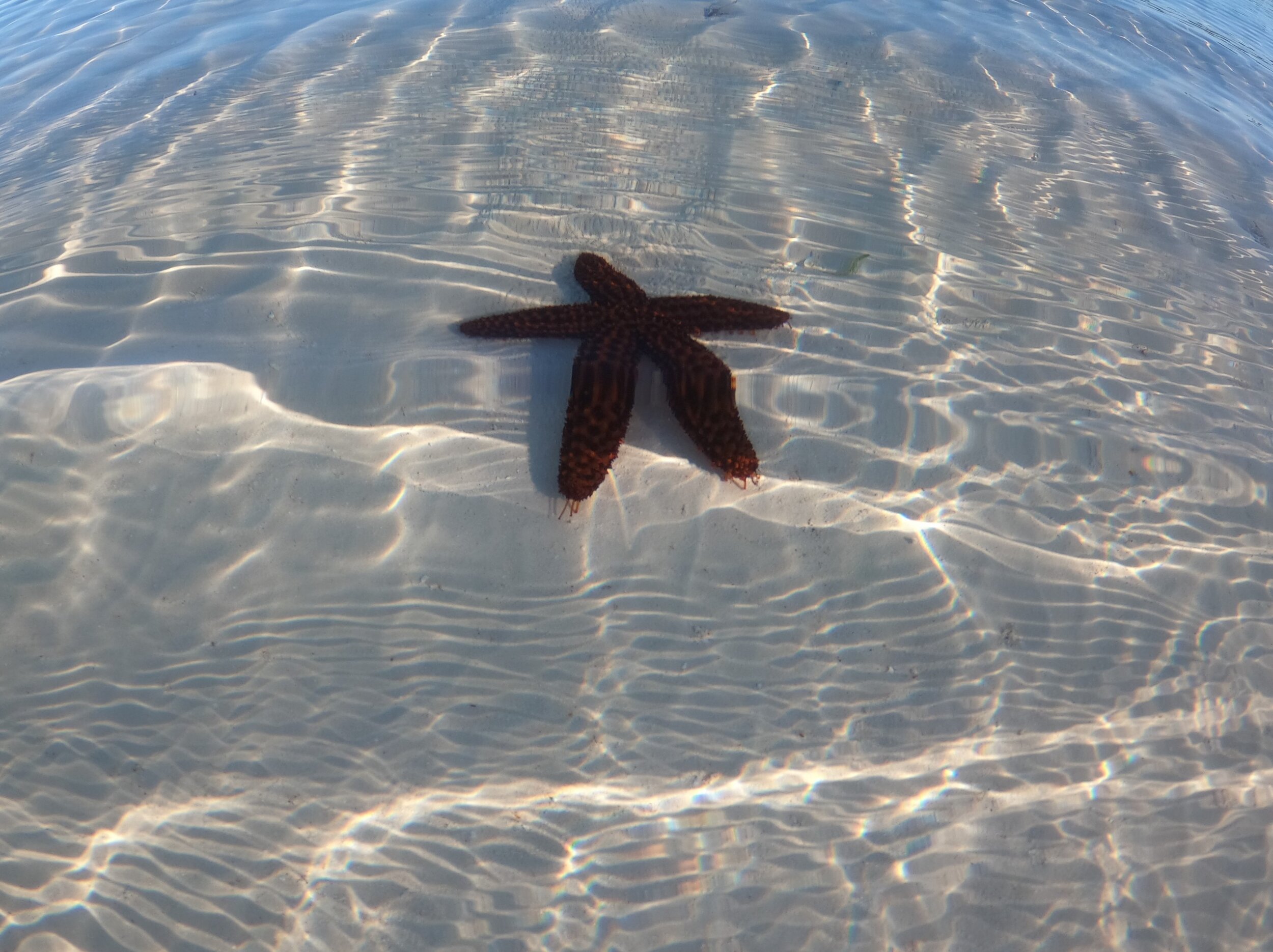 starfish Eleuthera Outdoor Center edit.jpg