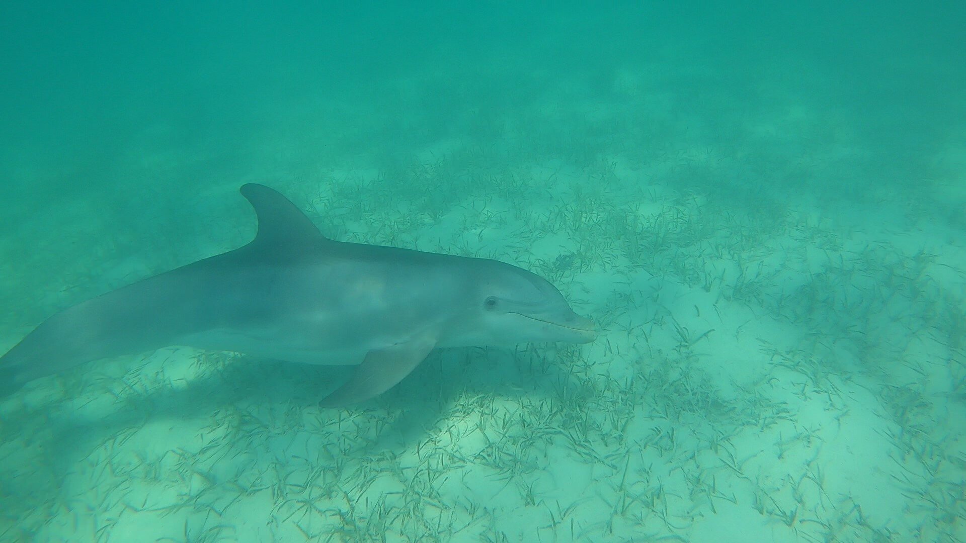 snorkel with dolphins, eleutehra outdoor center.jpg