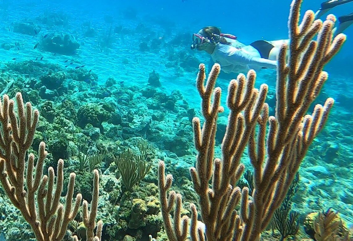 snorkeling reefs eleutehra outdoor center 3.jpg