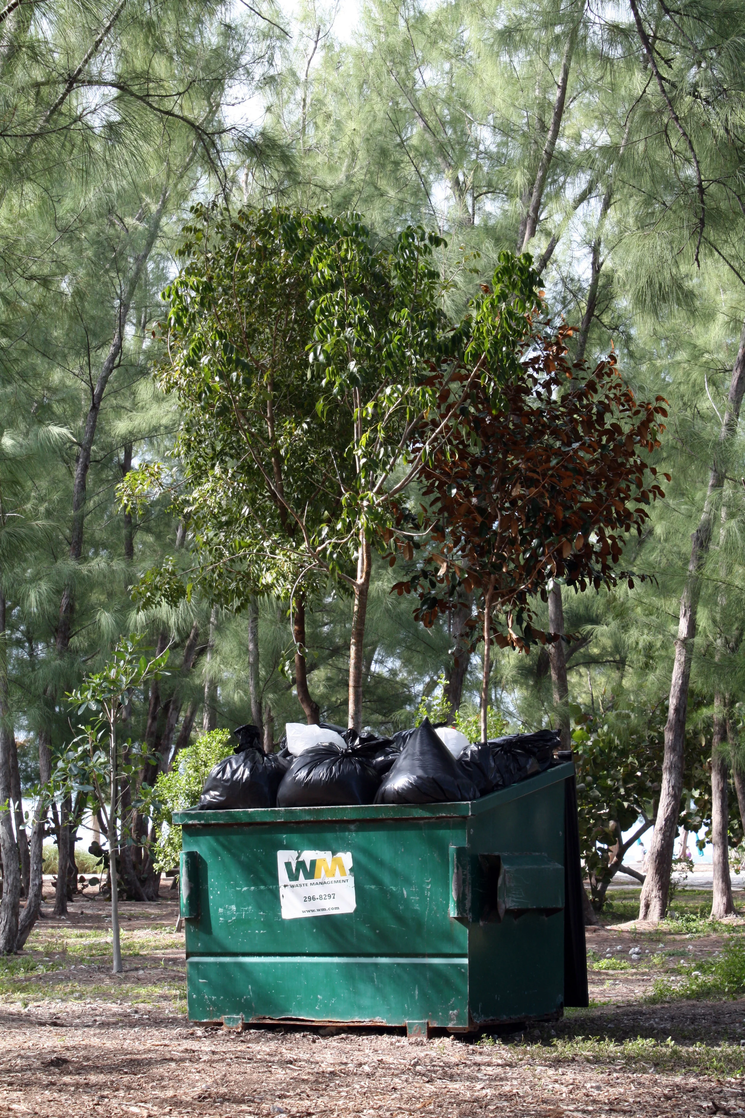 The Redemptive Quality of Life / 2010 / Dumpster, trash bags, soil, native Key West trees / 15' x 6' x 4'