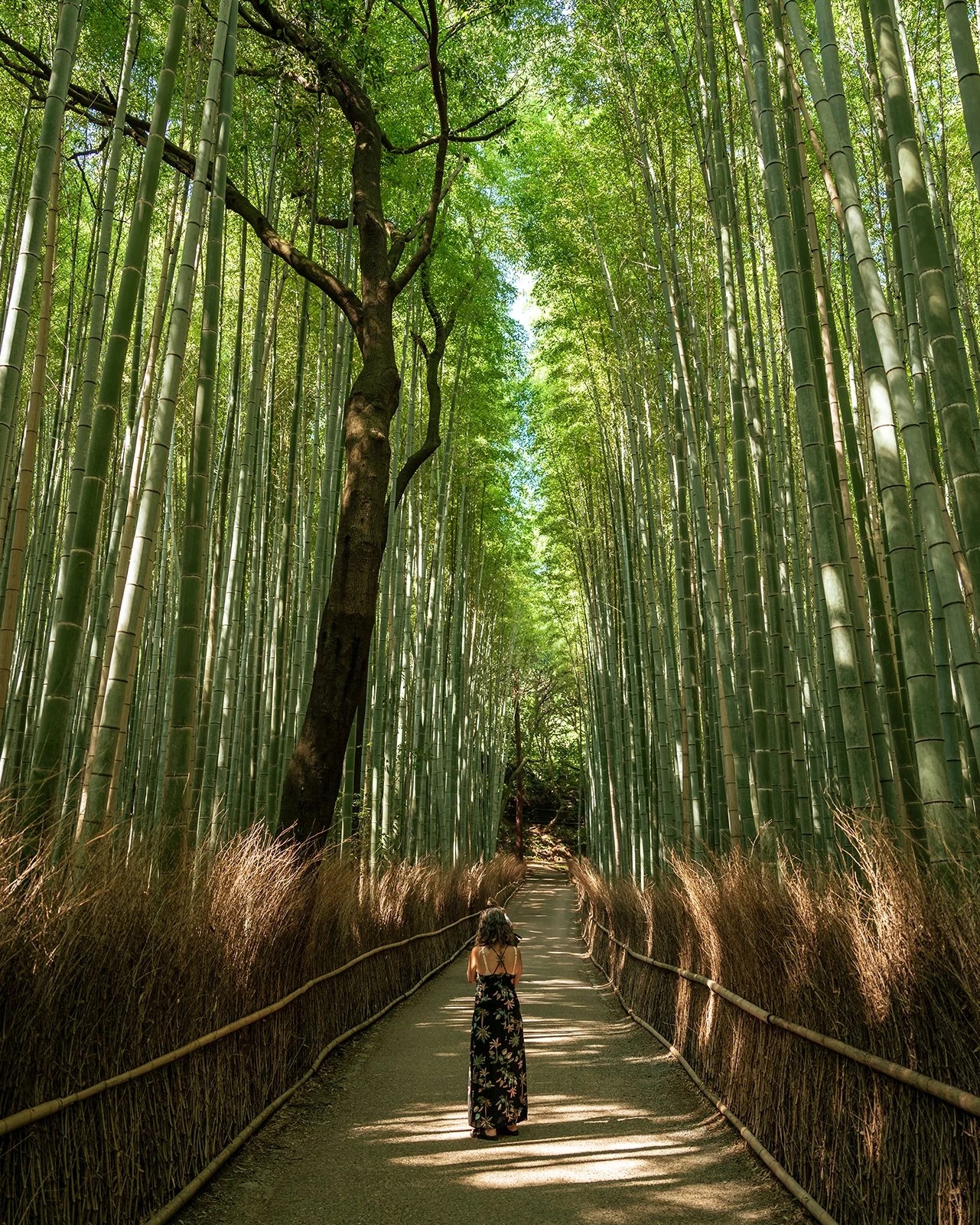 Arashiyama Bamboo Forest, Japan