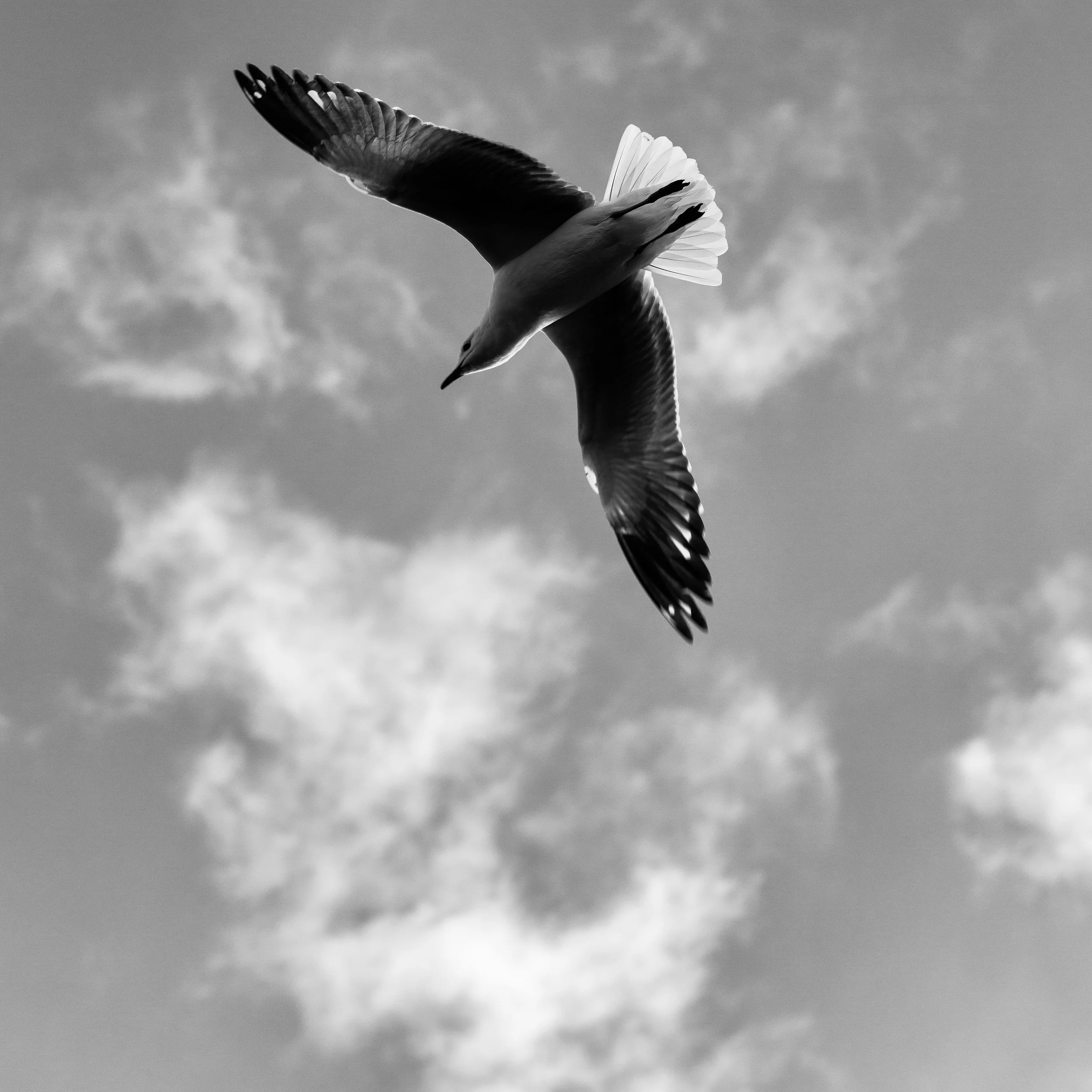 Human Design - Projectors