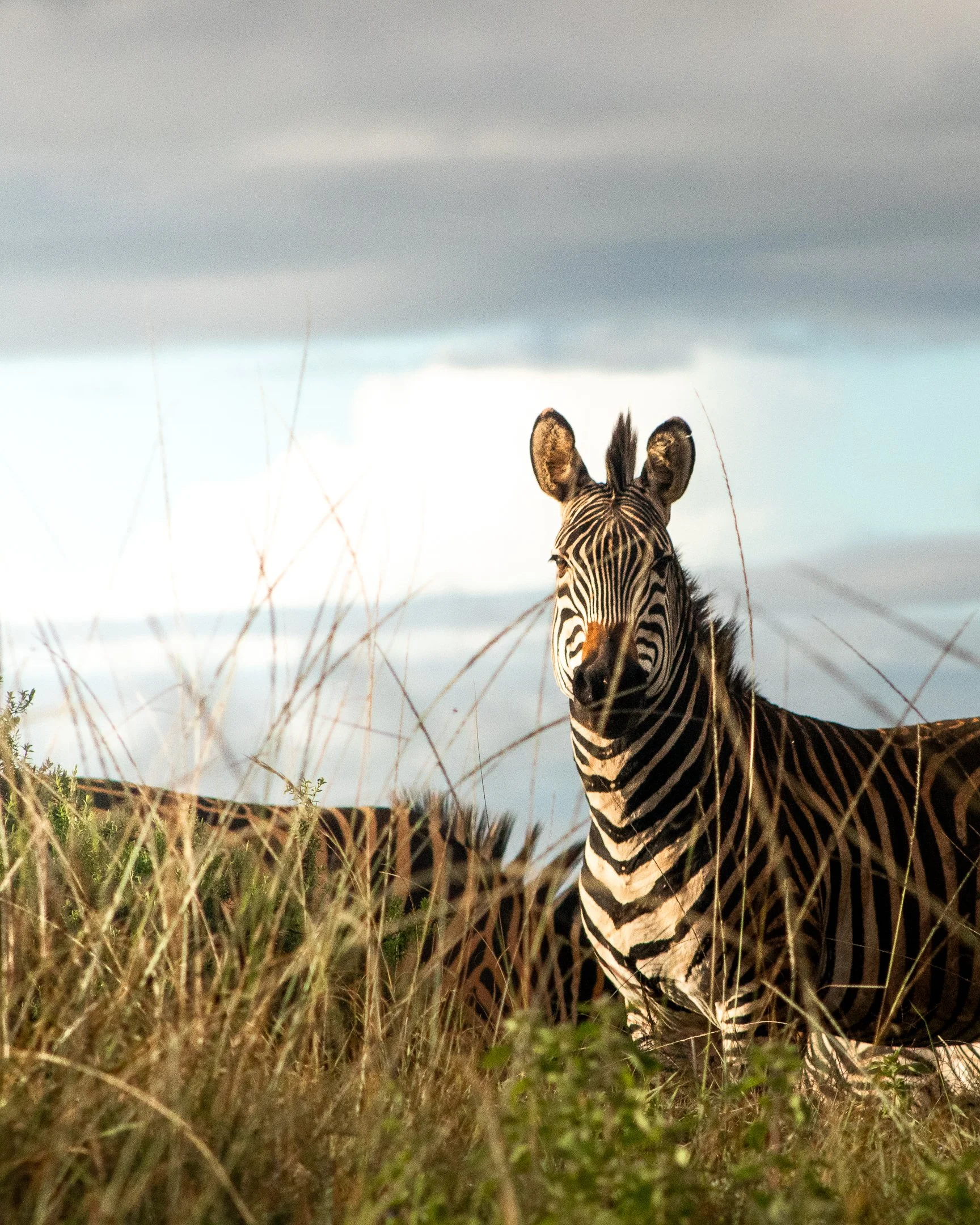 A zebra spotted at sunset in Nyika National Park, Malawi
