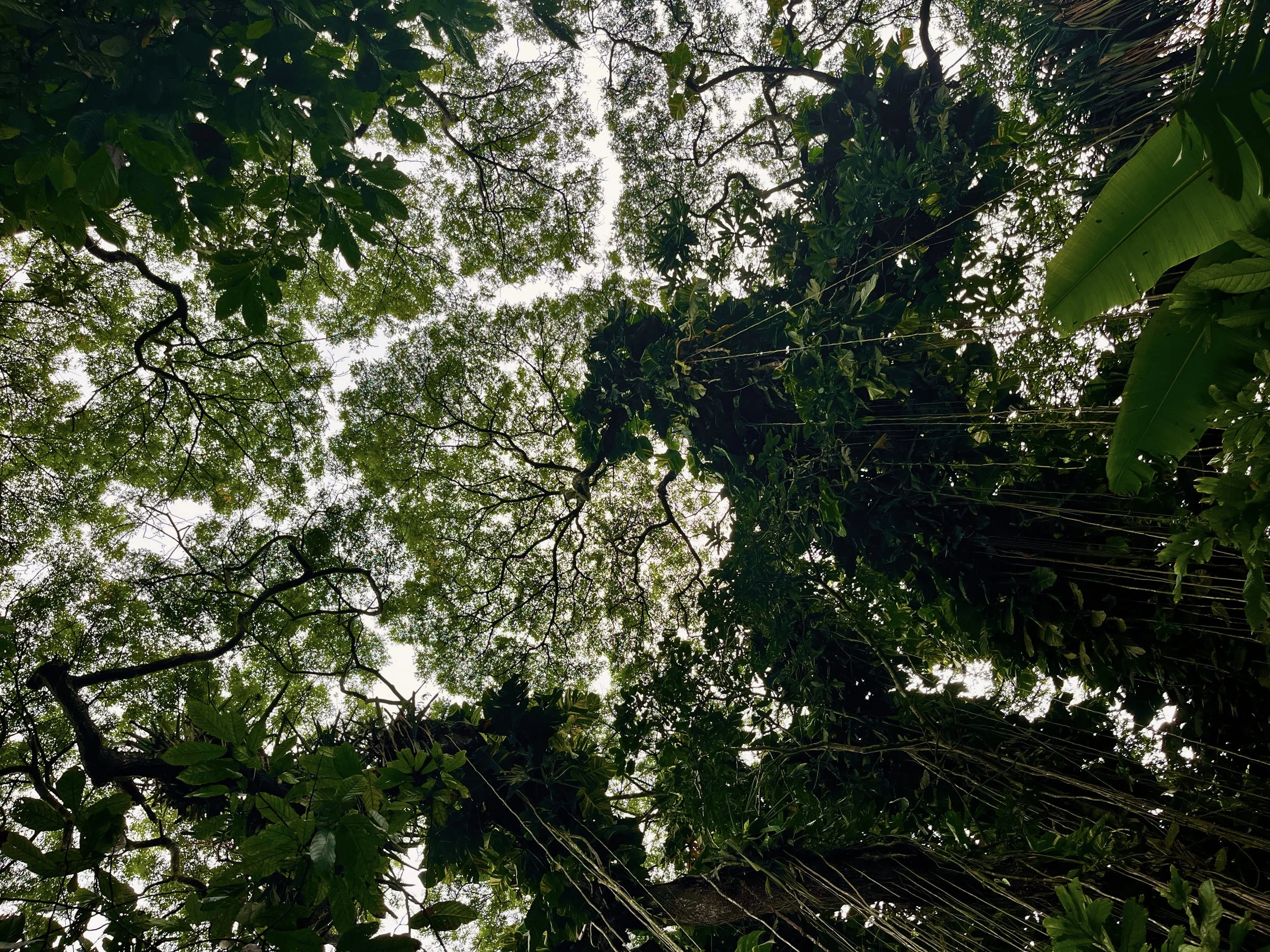 Vines sway to the forest floor from high up in the canopy of the Aburi Botanical Gardens