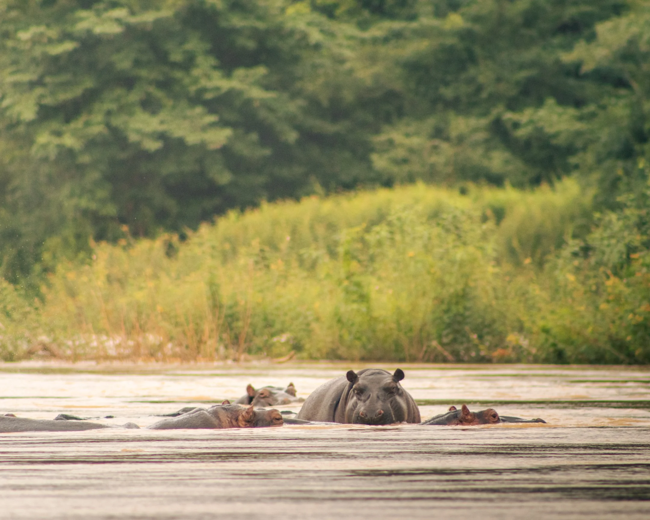 A hippo peers above the Volta River in Wechiau, Ghana