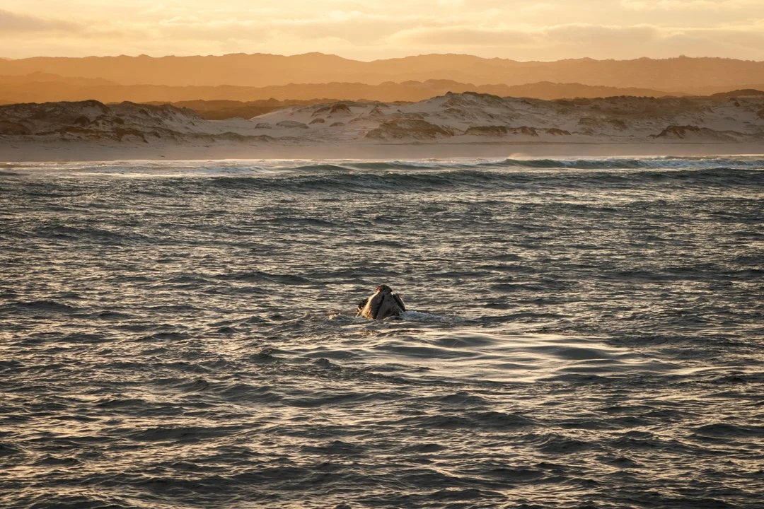 A Southern Right Whale breaches the surface in Hermanus, South Africa