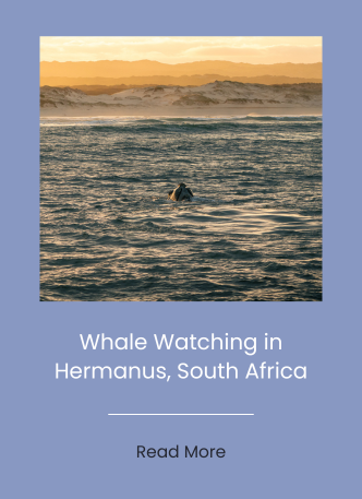 A whale surfacing in the ocean at sunset in Hermanus, South Africa.