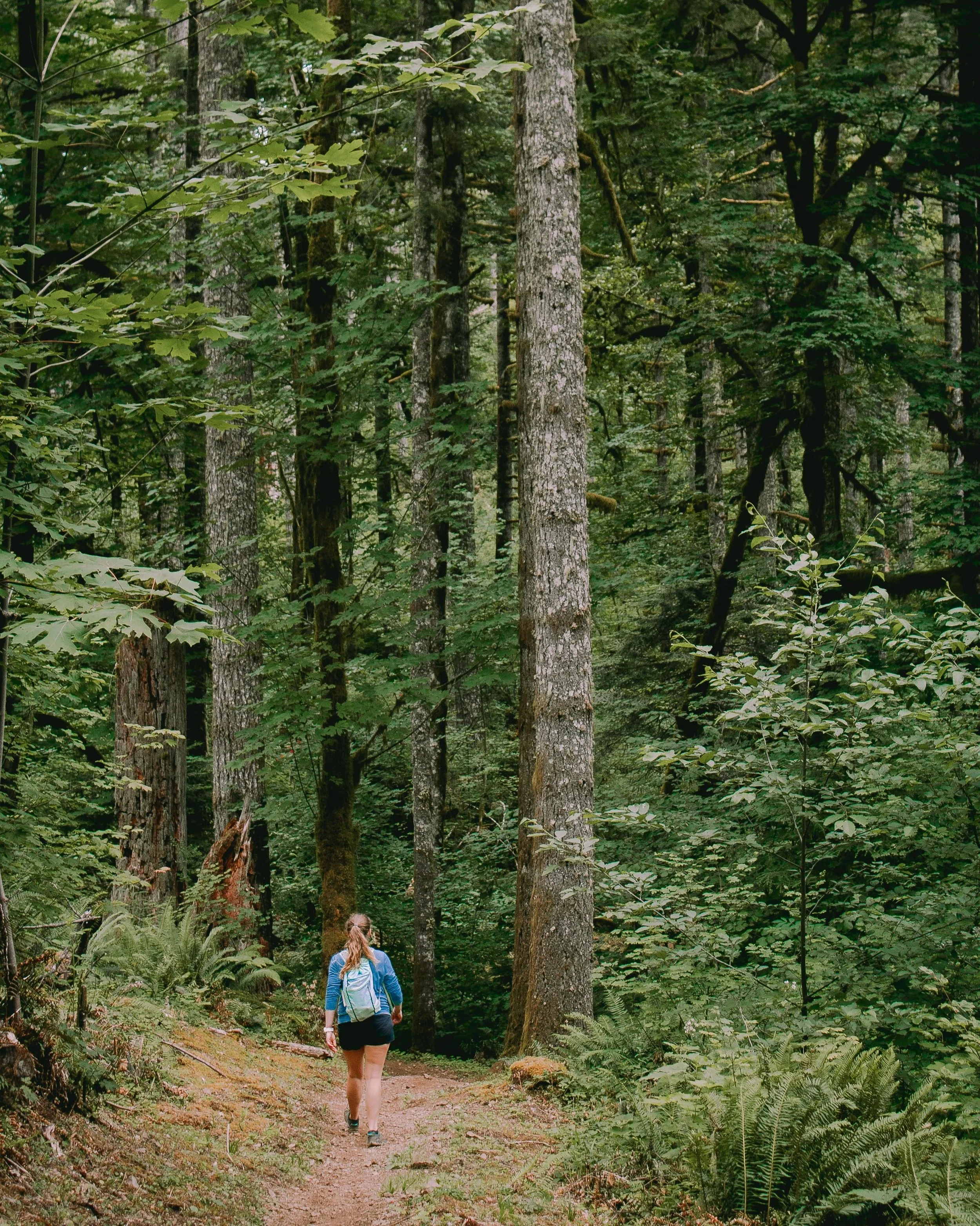 Shellburg+Falls+-+Oregon%2C+USA