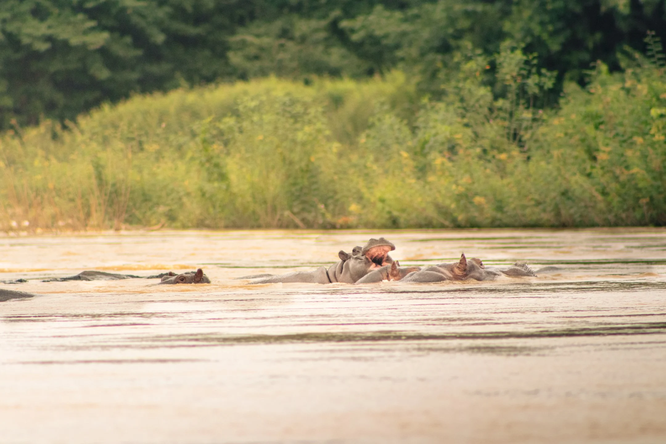 A bloat of hippos steadies themselves in the flooded Black Volta River, with one opening its mouth wide, while others just barely breach the muddy waters