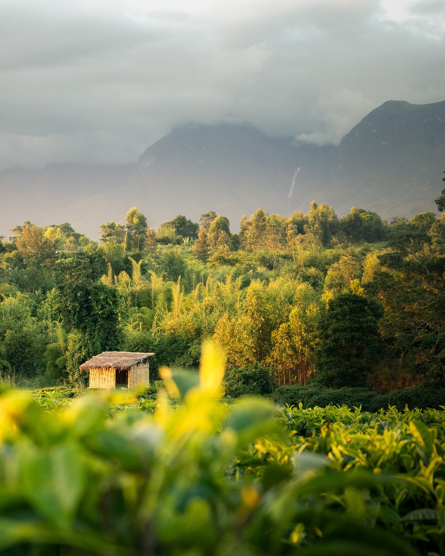 Magical Mulanje ✨

Came here for the hiking. Ended up getting weathered out on the mountain each day, but that&rsquo;s the price you pay for visiting during the rainy season &mdash; and the evening glow in the famous tea fields more than made up for 