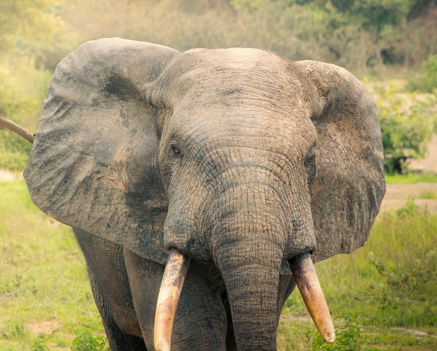 I don&rsquo;t remember much of the first time visiting Mole National Park in 2013 &mdash; a random illness took center stage. Fast forward to 2024, there&rsquo;s something that keeps bringing me back despite &lsquo;the incident&rsquo; 😅

This has go